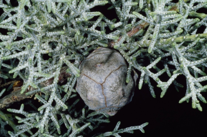 Кипарис вечнозеленый cupressus sempervirens