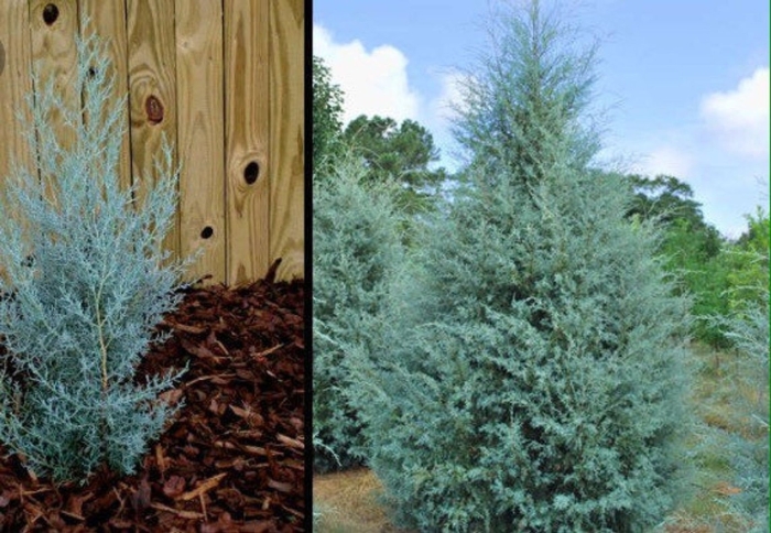 Можжевельник скальный моффат блю