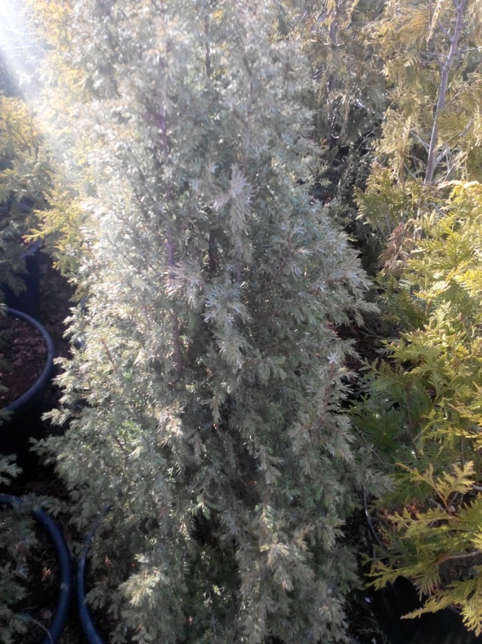 Кипарис аризонский фастигиата