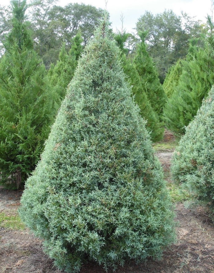 Кипарисовик бейби блю