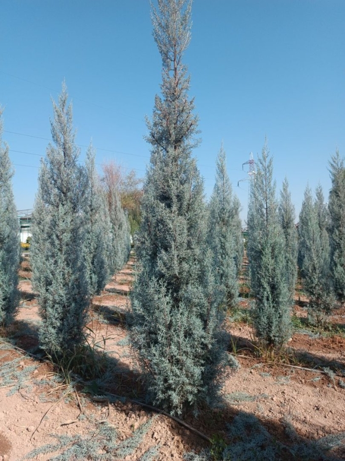 Кипарис аризонский фастигиата