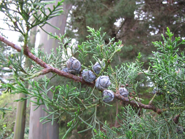 Cupressus lusitanica