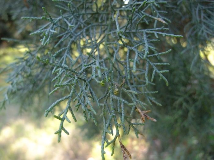 Cupressus sempervirens