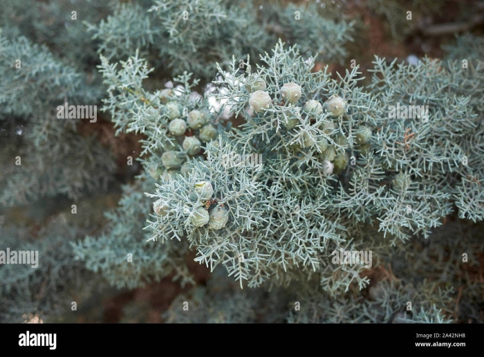 Можжевельник даурский (juniperus davurica)