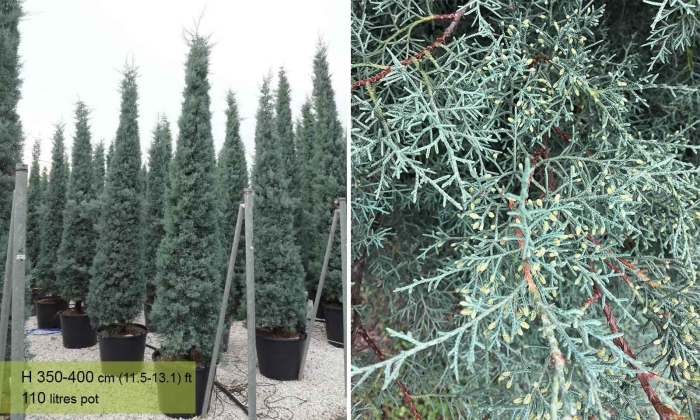 Cupressus nevadensis