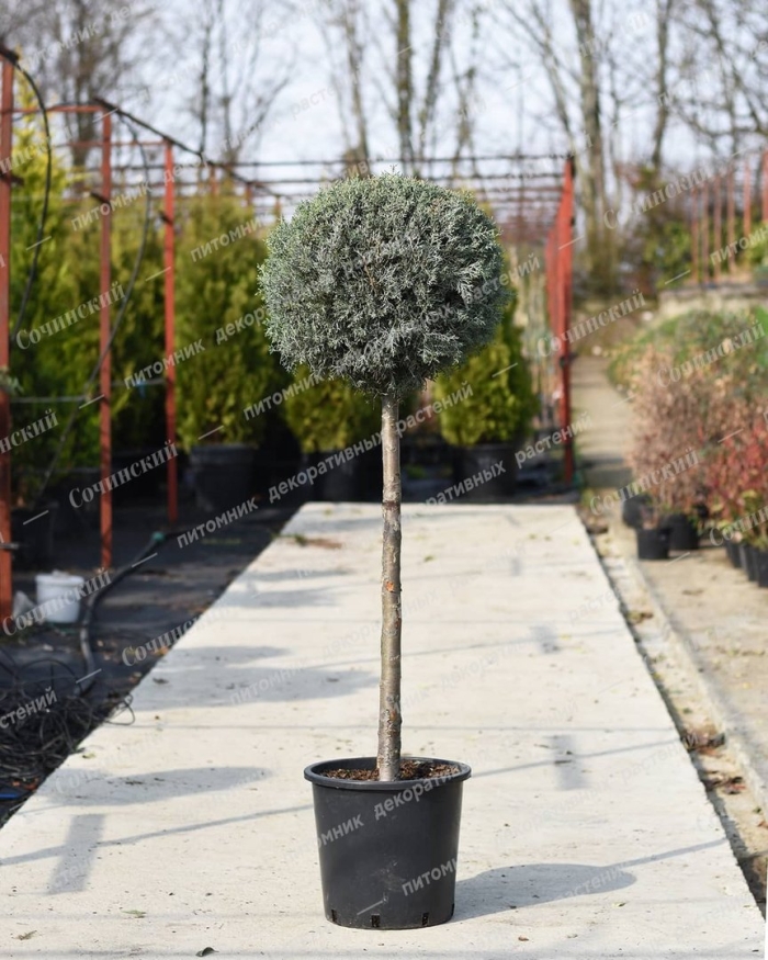 Можжевельник блю стар на штамбе