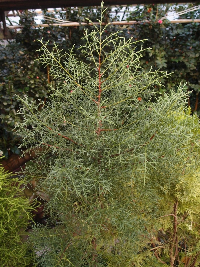 Asparagus officinalis