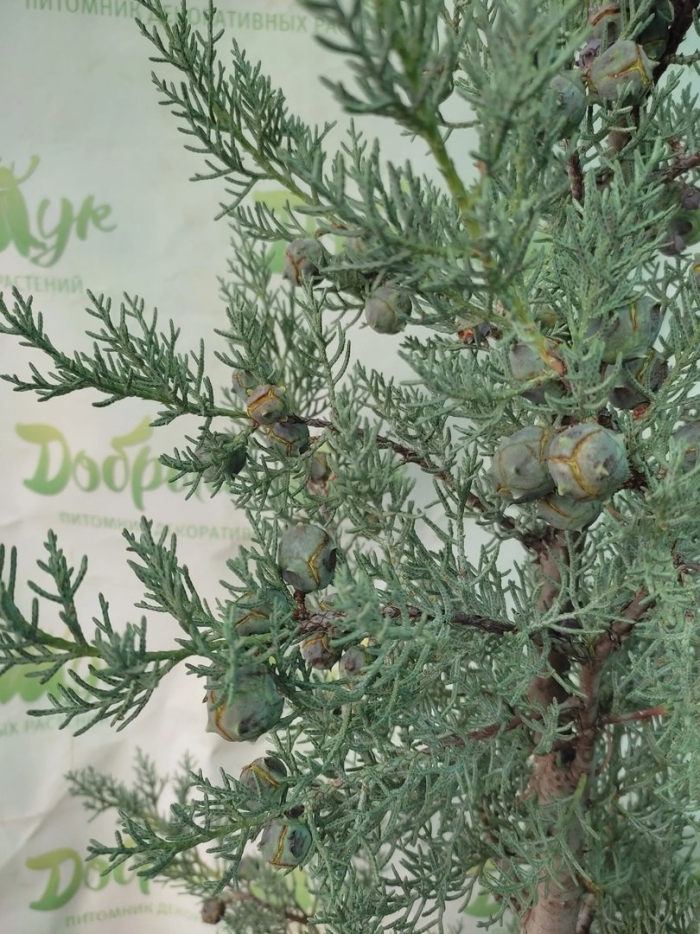 Туя можжевельник