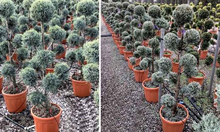 Кипарис аризонский фастигиата