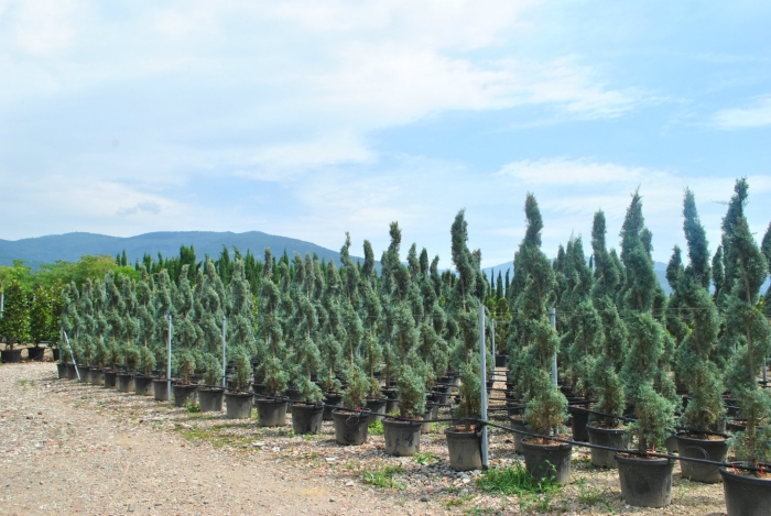 Кипарис аризонский фастигиата