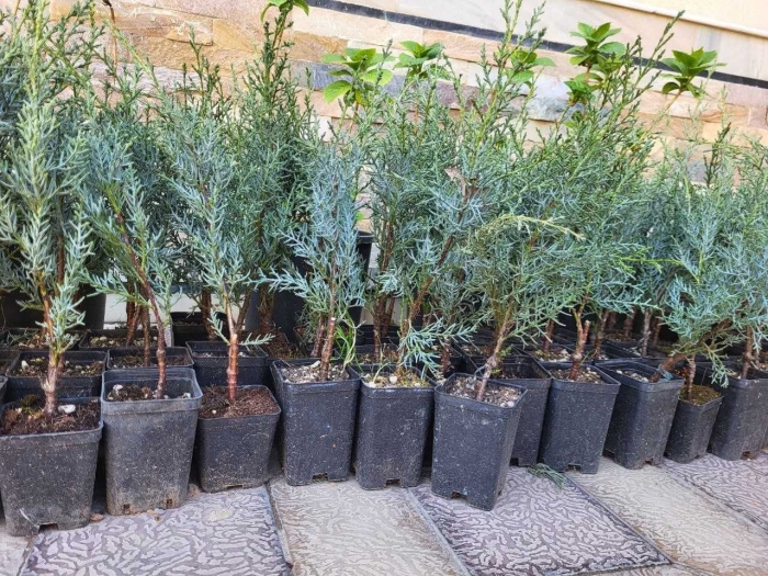 Скальный можжевельник блю эрроу