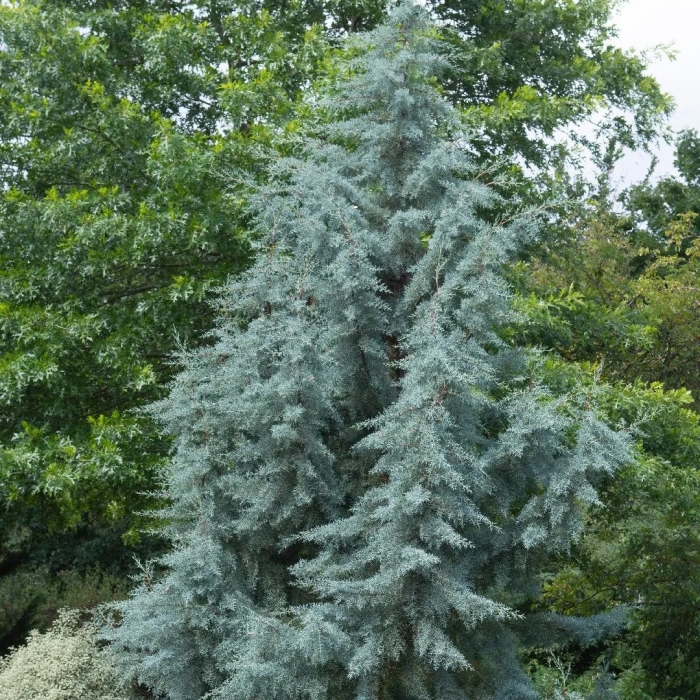 Cupressus arizonica var glabra