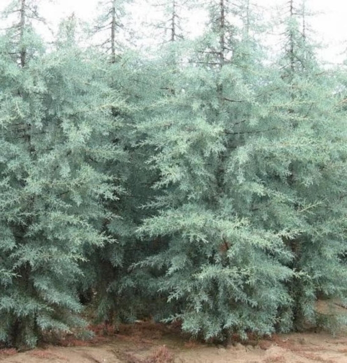 Cupressus glabra blue ice