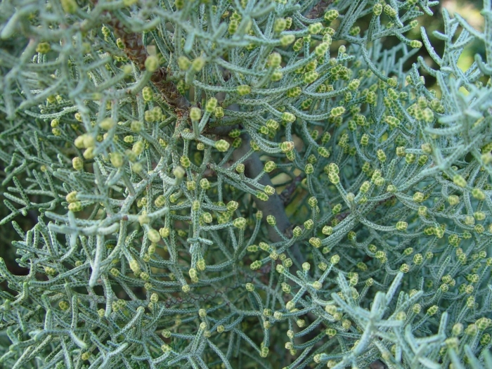 Кипарис аризонский фастигиата