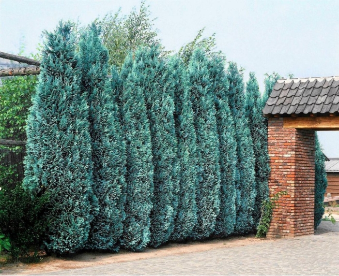 Кипарис лавсона колумнарис