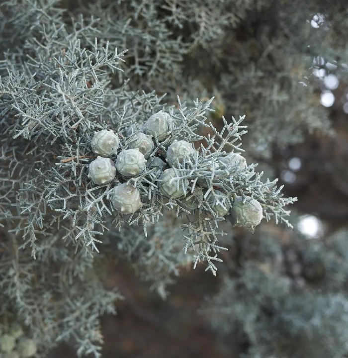 Cupressus arizonica