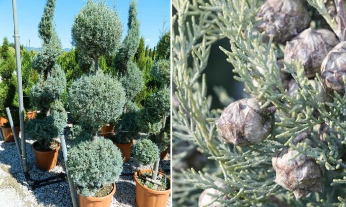 Cupressus arizonica var stephensonii