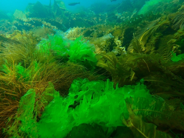 Водоросли черного моря