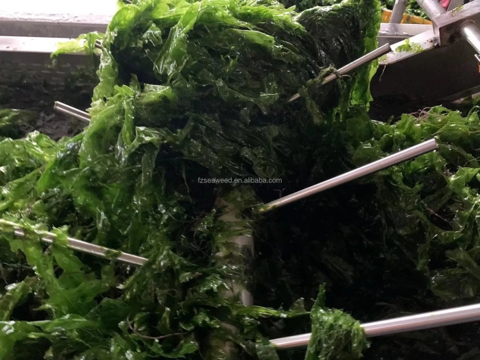 Ульва лактука