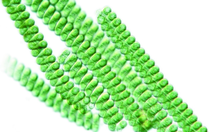 Spirulina водоросль