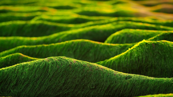 Arthrospira водоросли