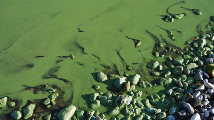 Цветение воды цианобактерии