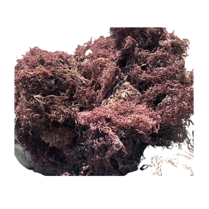 Водоросли eucheuma