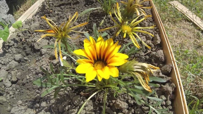 Газания рассада