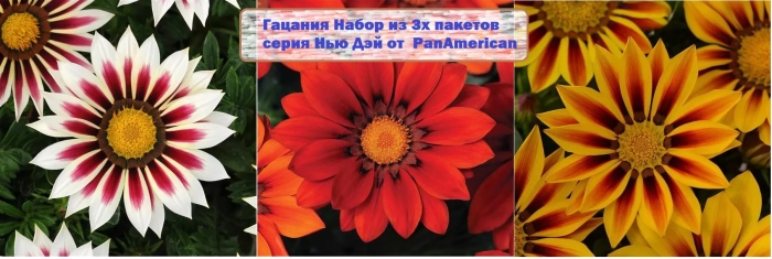 Гацания нью дей ред страйп