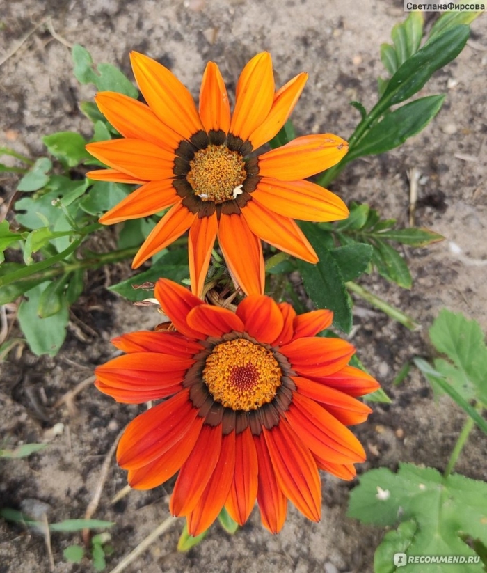 Гацания нью дей бронз шейдес