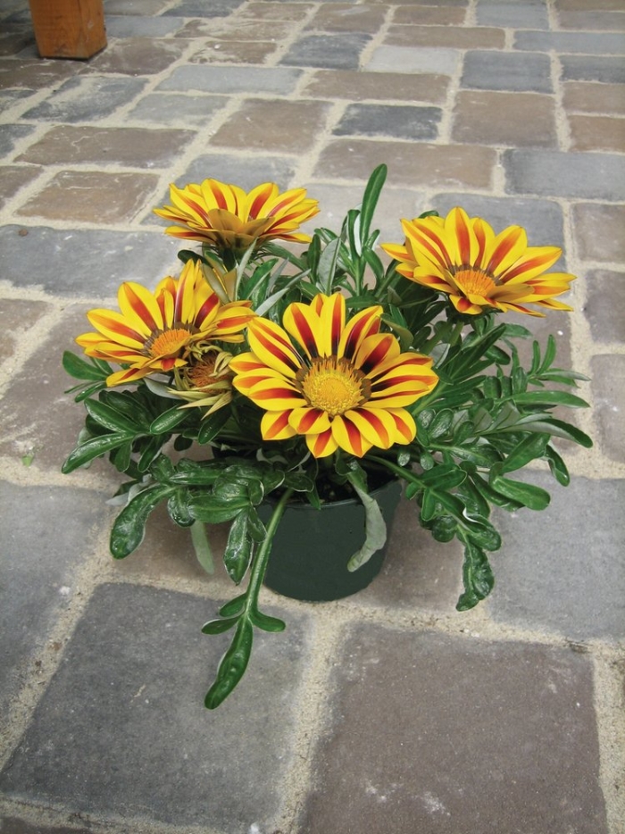 Гацания гибридная