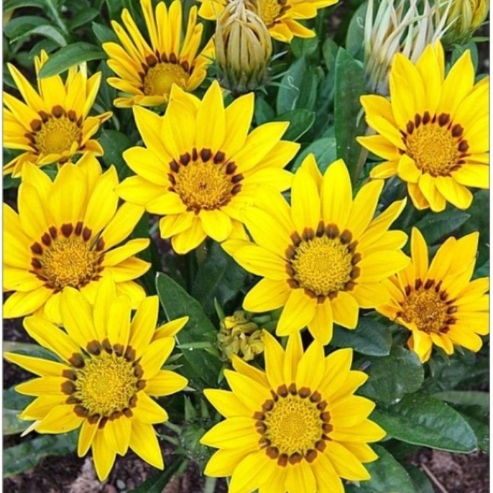 Газания биотехника