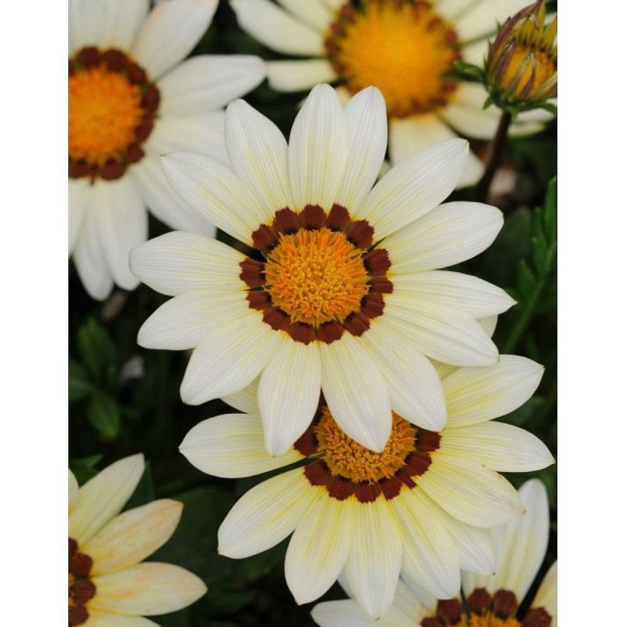 Гацания нью дей вайт