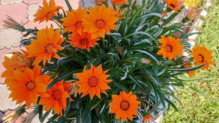 Гацания кисс оранж