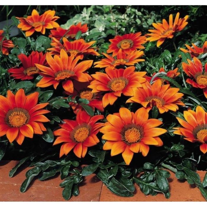 Гацания еллоу флейм