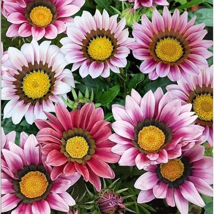 Гацания нью дей