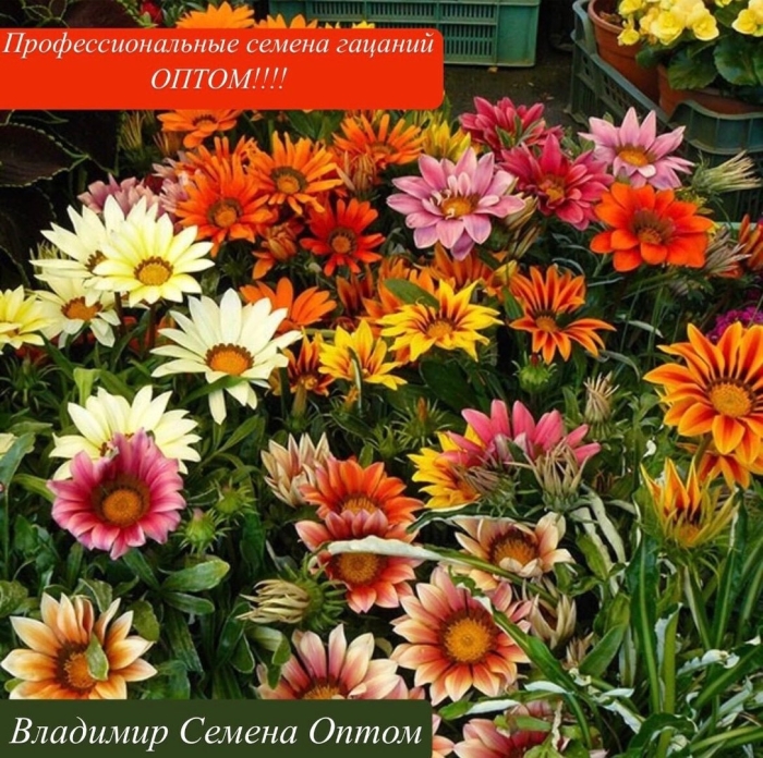 Гацания big kiss