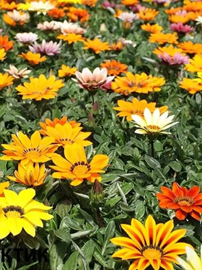 Газания рассада