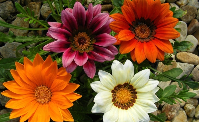 Гацания цветок однолетний