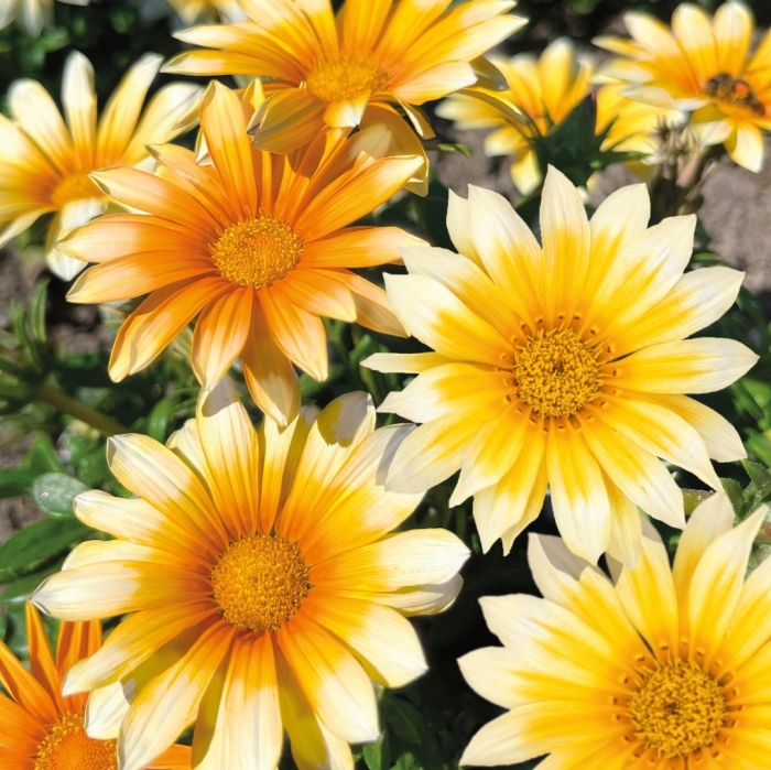 Гацания зэни оранж