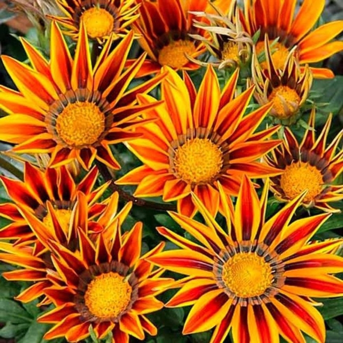 Гацания оранж флейм