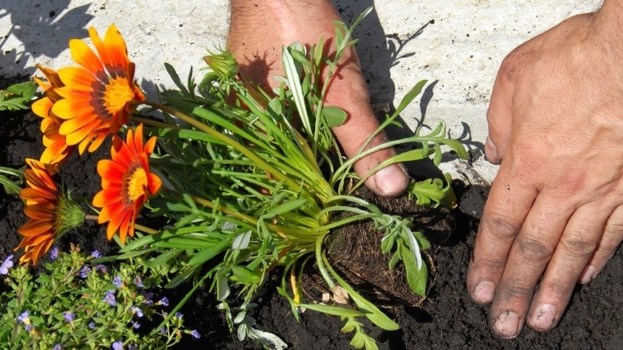 Гацания рассада