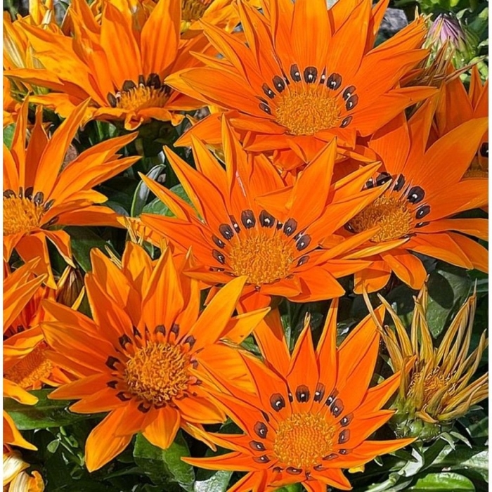 Гацания африка симба