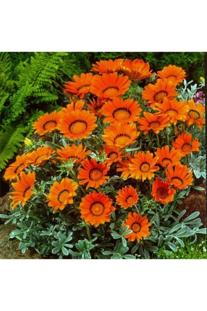 Гацания талент оранж