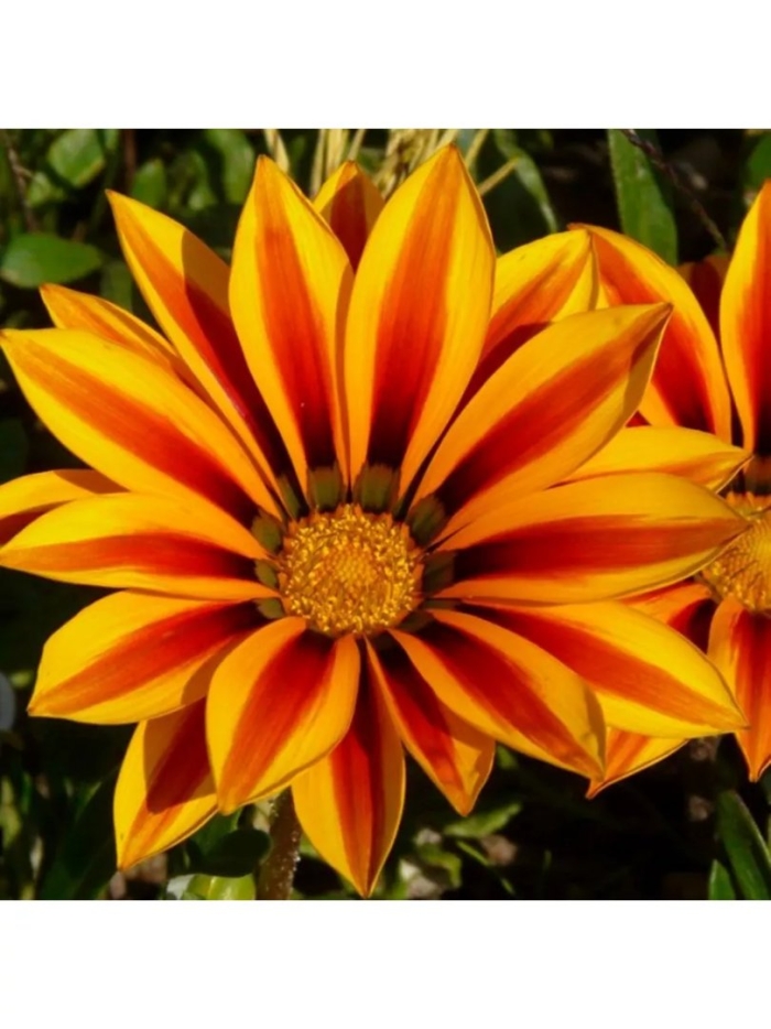 Газания нью дэй ред страйп