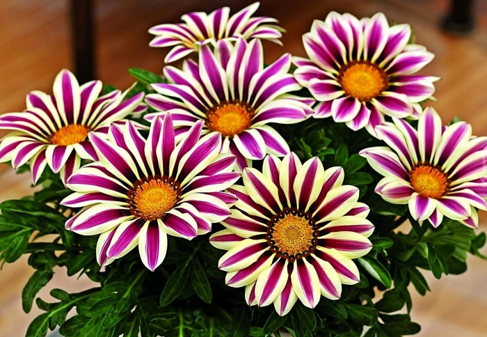 Гацания африканская ромашка