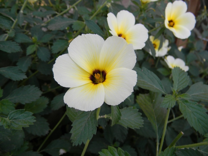 Тернера цветок