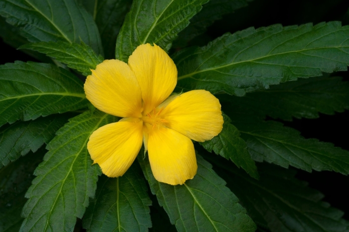 Листья дамианы