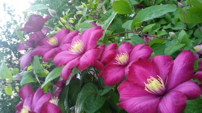 Клематис jan sobieski