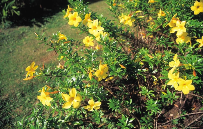 Allamanda cathartica